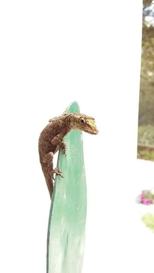 Nature House モンテベルデ エクステリア 写真